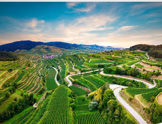 Bottle-Stories-Das-Familienweingut-Bercher Lando's