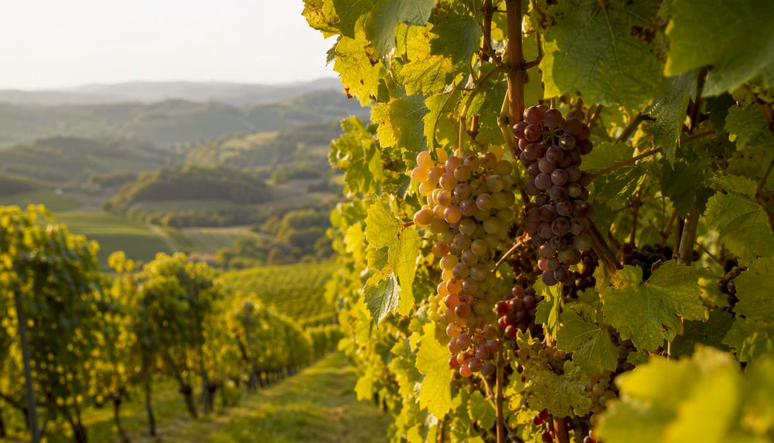 Saftige, voll ausgereifte Trauben hängen an den Rebstöcken eines badischen Weinbergs und kündigen eine reiche Ernte an.