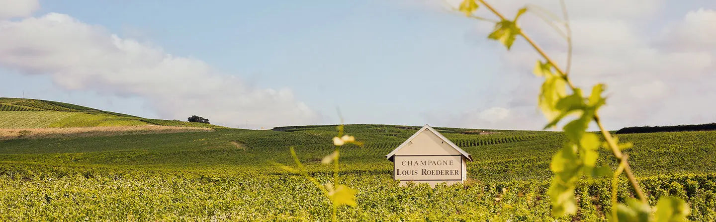 Louis-Roederer Lando's