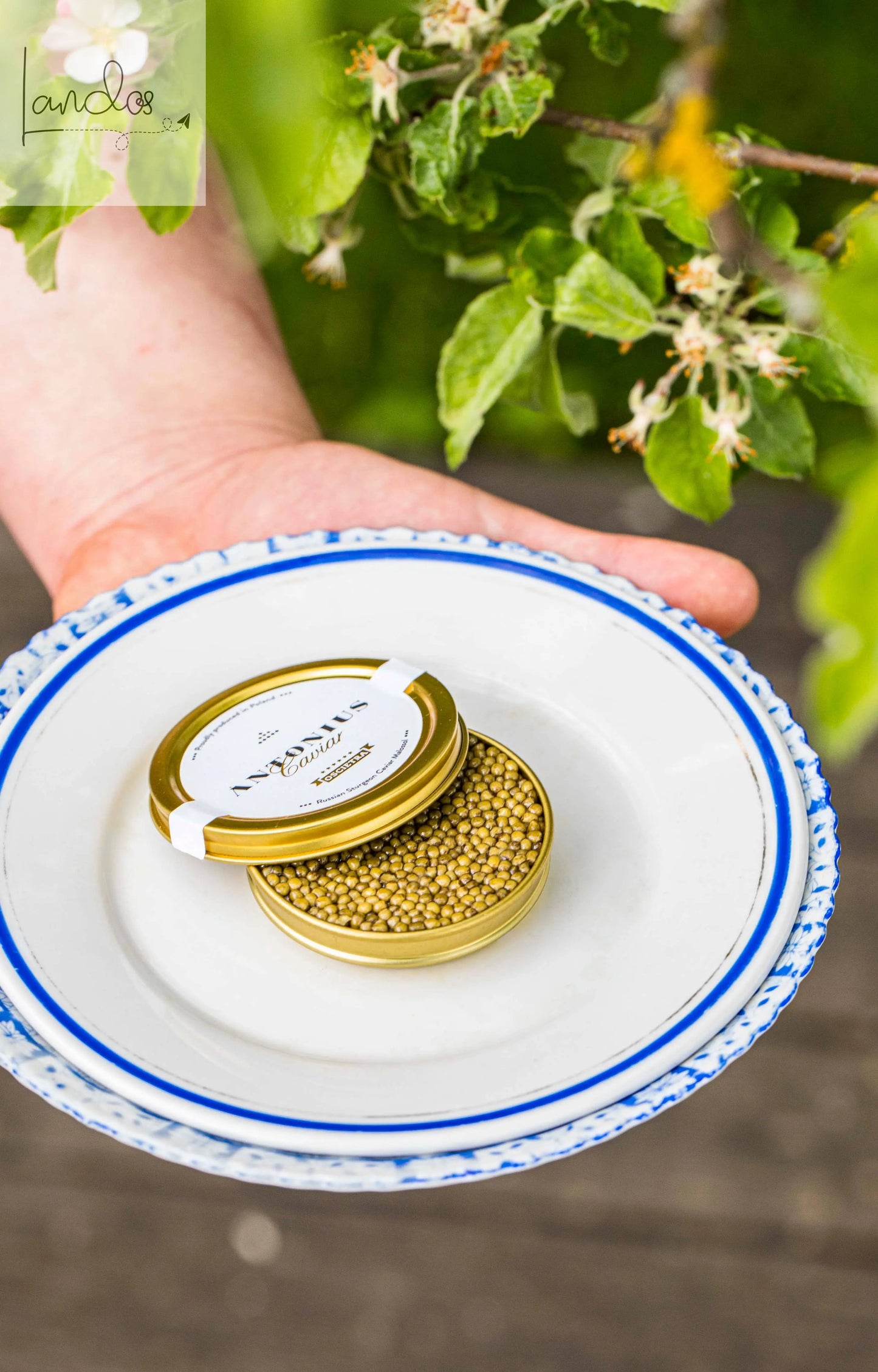 Antonius Caviar: 5-Sterne Osetra Kaviar, 30 g Antonius Caviar